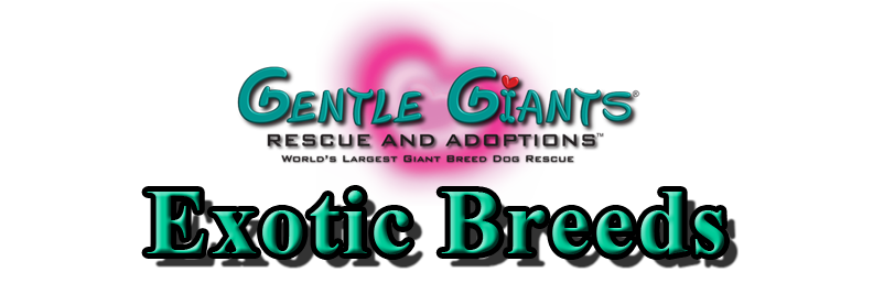 Exotic Breeds at Gentle Giants Rescue and Adoptions